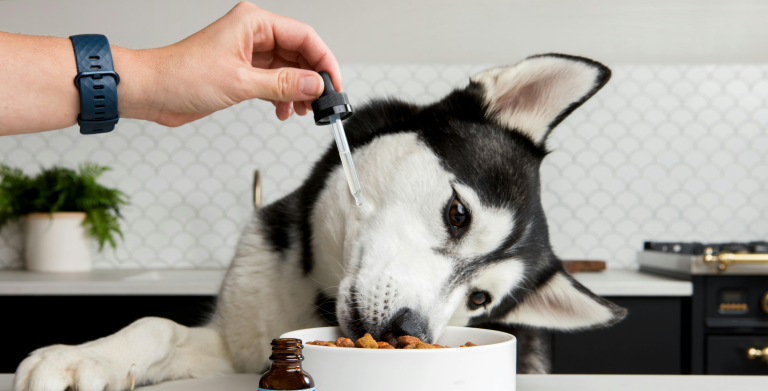 Checking out the top CBD products for pets