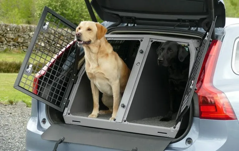 What Is Needed For a Pet Transport?